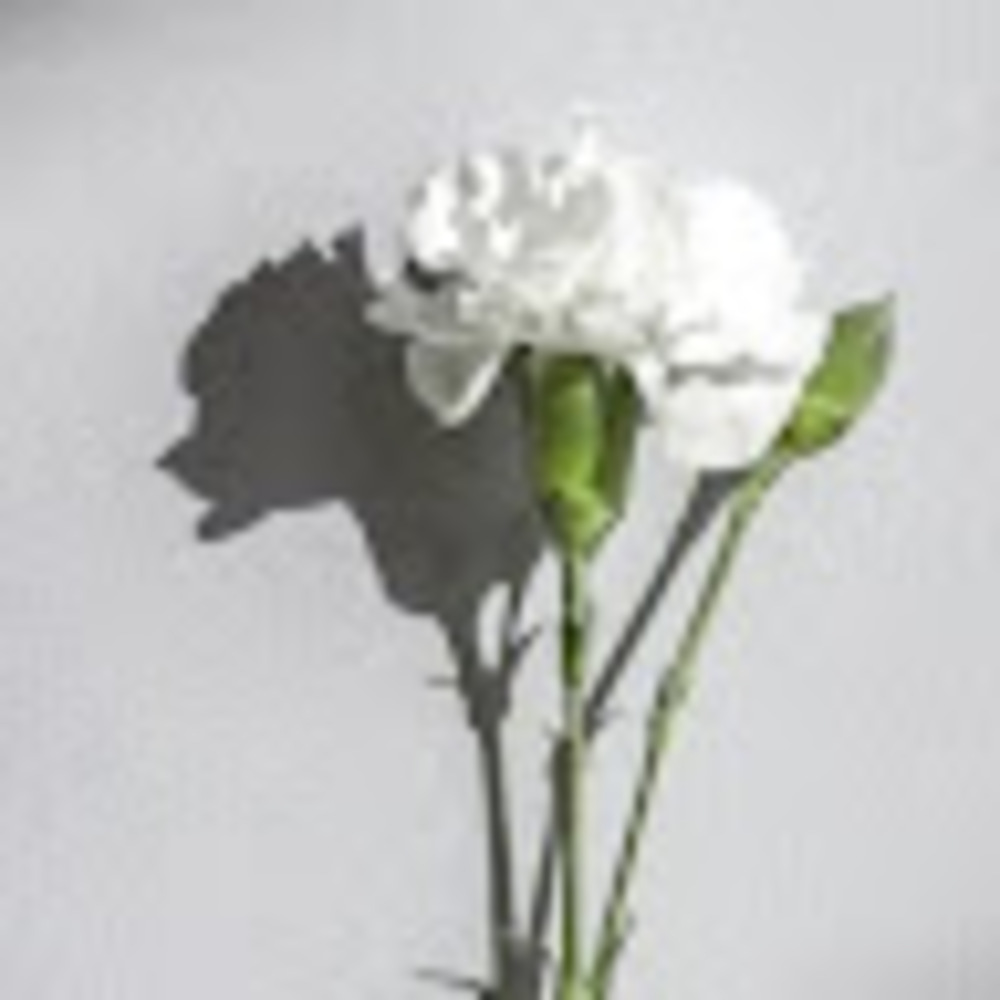 Meet your Posher, Lilianna